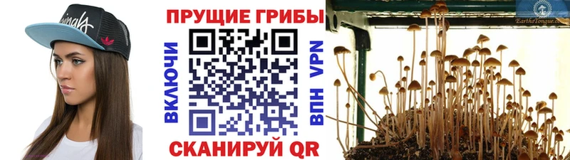 Галлюциногенные грибы Cubensis  blacksprut ONION  Велиж 